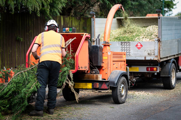 Best Tree Maintenance Programs  in Claude, TX